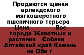 Продаются щенки ирландского мягкошерстного пшеничного терьера › Цена ­ 30 000 - Все города Животные и растения » Собаки   . Алтайский край,Камень-на-Оби г.